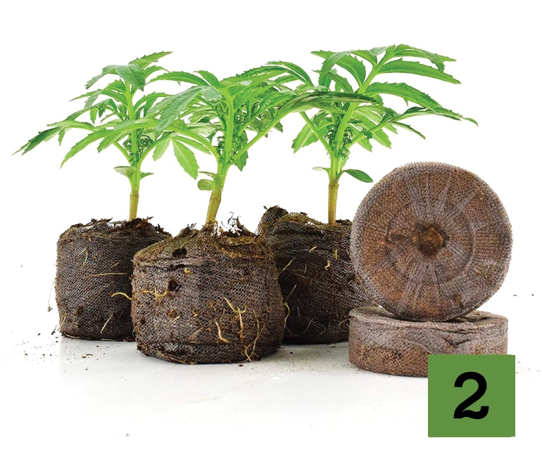 Grow Your Four - How to Transplant Cannabis Seedlings Into Jiﬀy Pellets