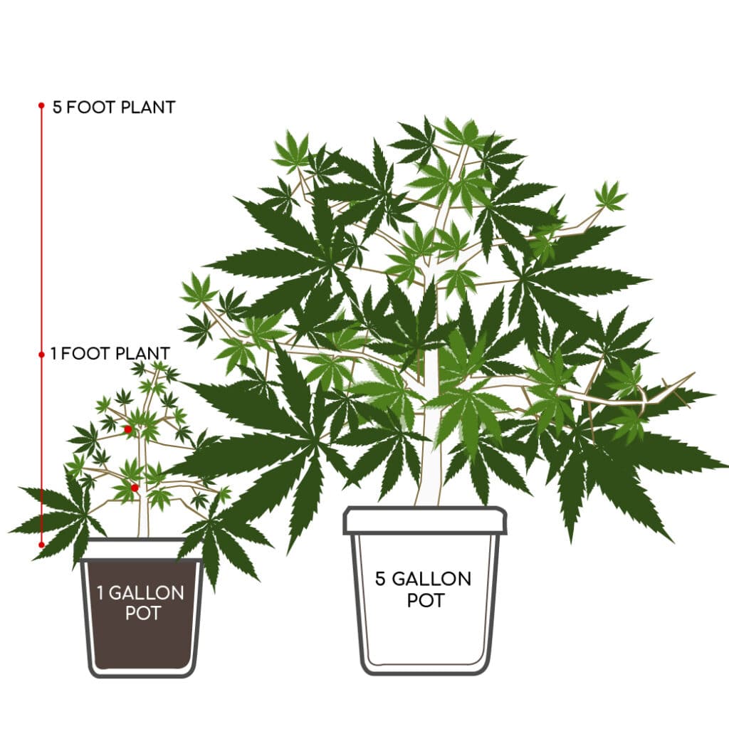 Growing cannabis in the right containers - Plantlogic