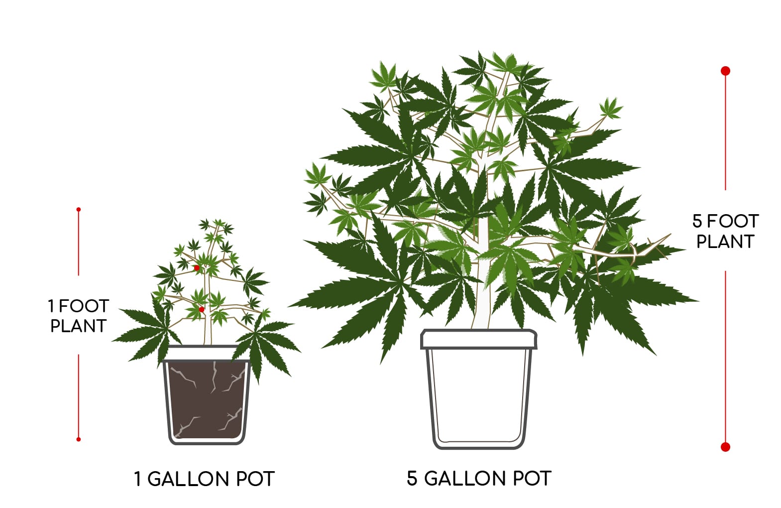 Tips on Growing Cannabis Plants in the Vegetative Stage - Grow Your Four