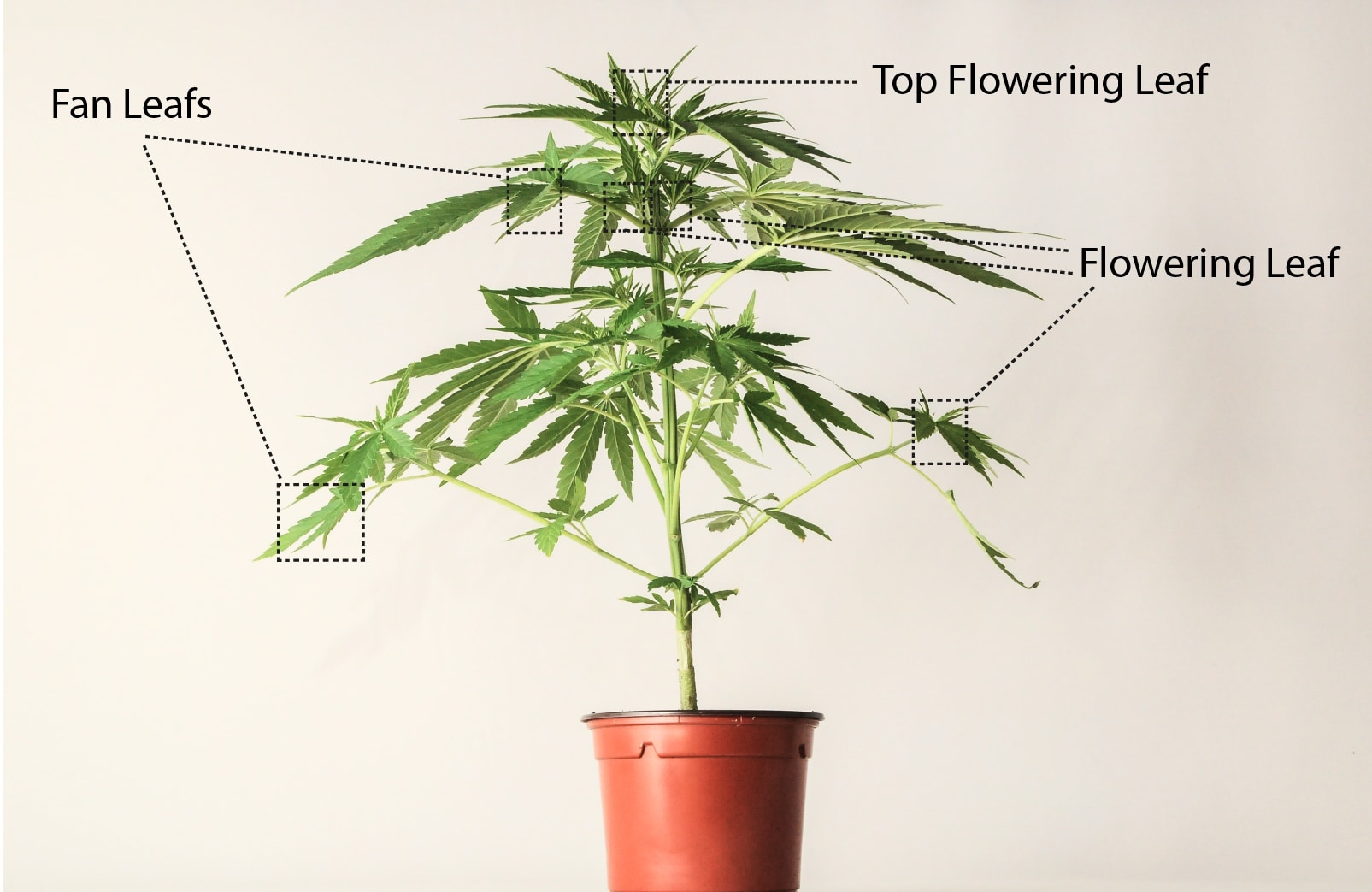 How to Top, Lollipop, and Prune Cannabis Plants - Grow Your Four