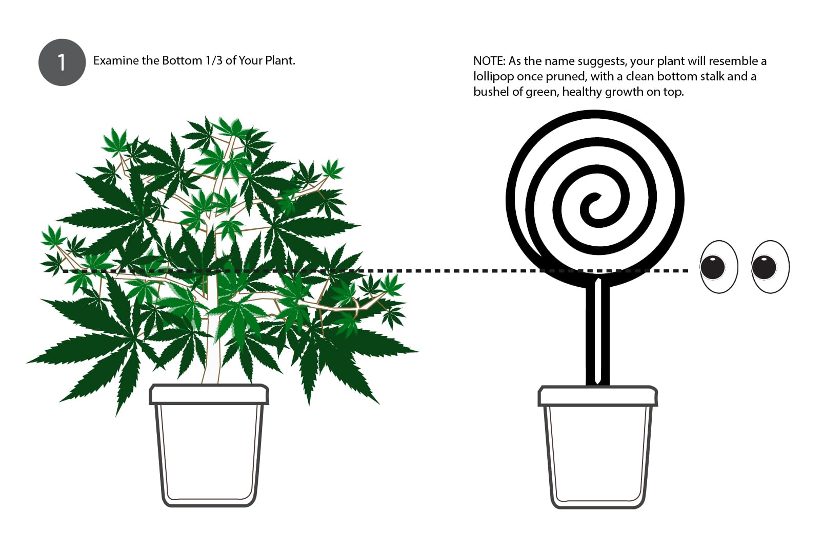 How to Top, Lollipop, and Prune Cannabis Plants - Grow Your Four