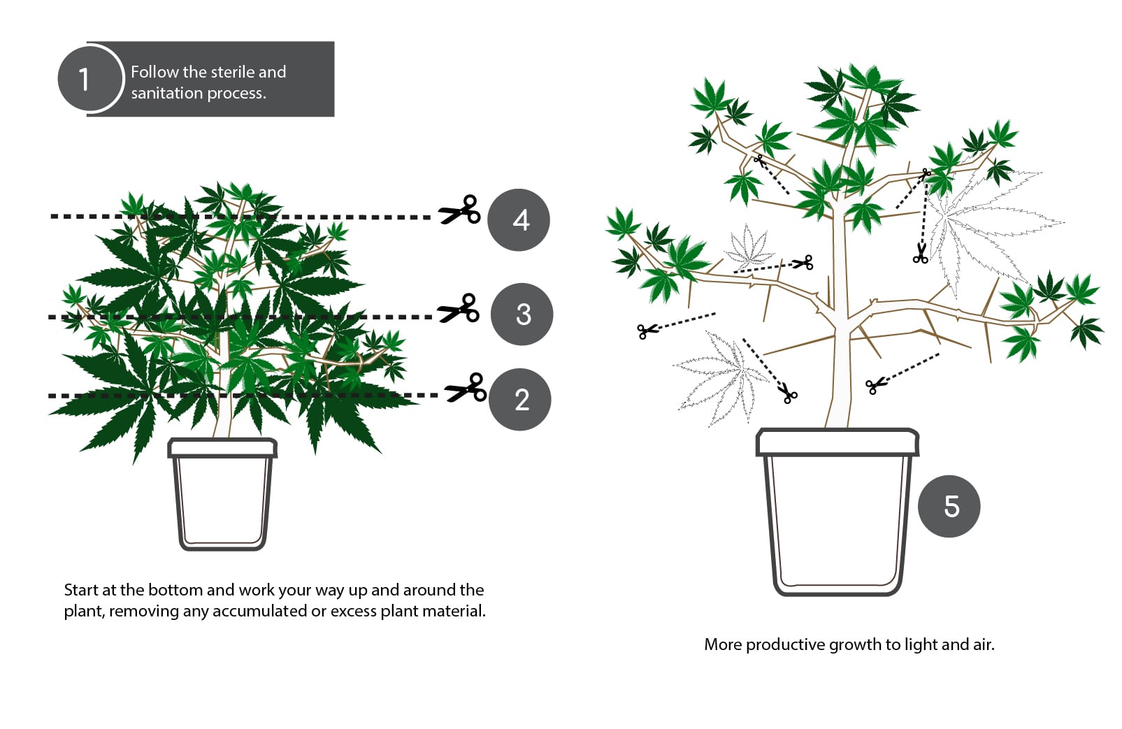 How to Top, Lollipop, and Prune Cannabis Plants - Grow Your Four