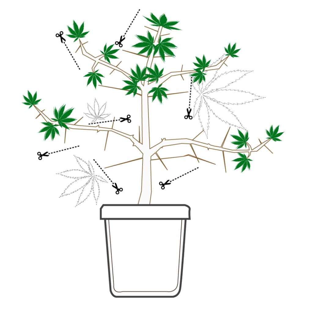 Topping Marijuana Diagram