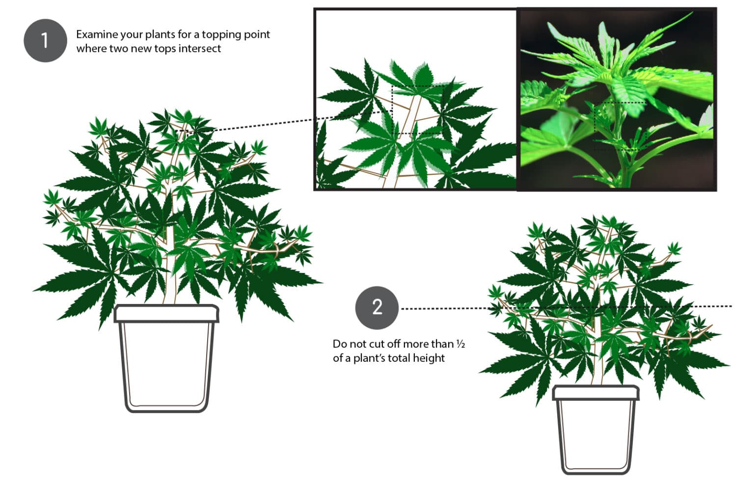 How to Top, Lollipop, and Prune Cannabis Plants - Grow Your Four