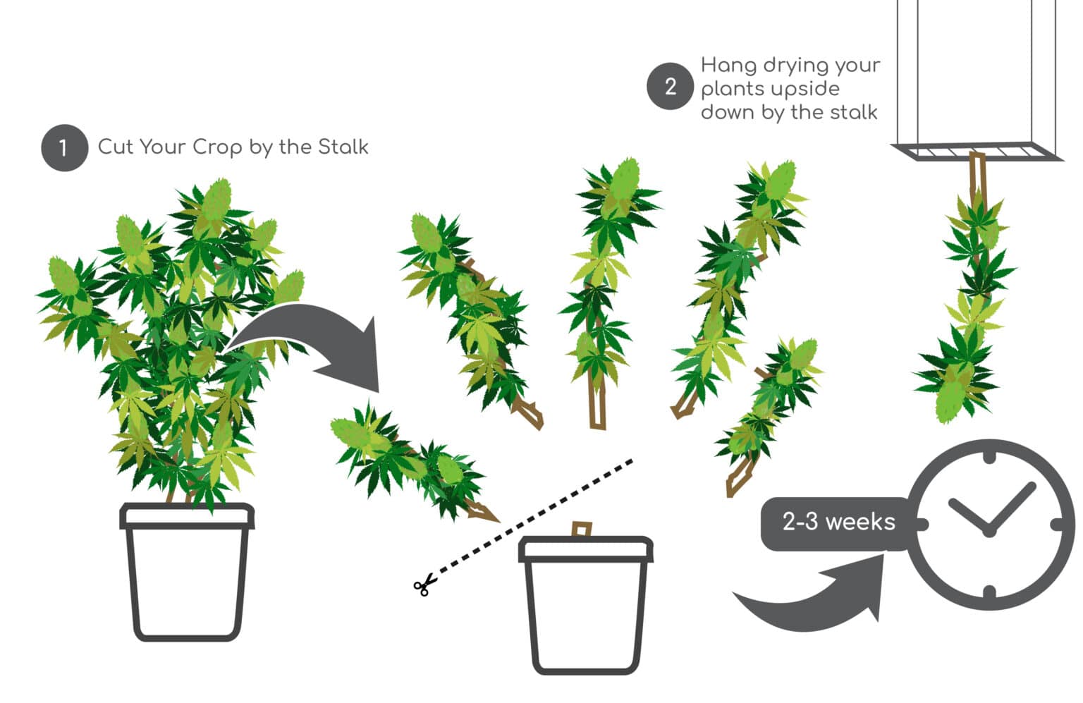 Grow Your Four’s Guide to Harvesting and Drying Cannabis Grow Your Four