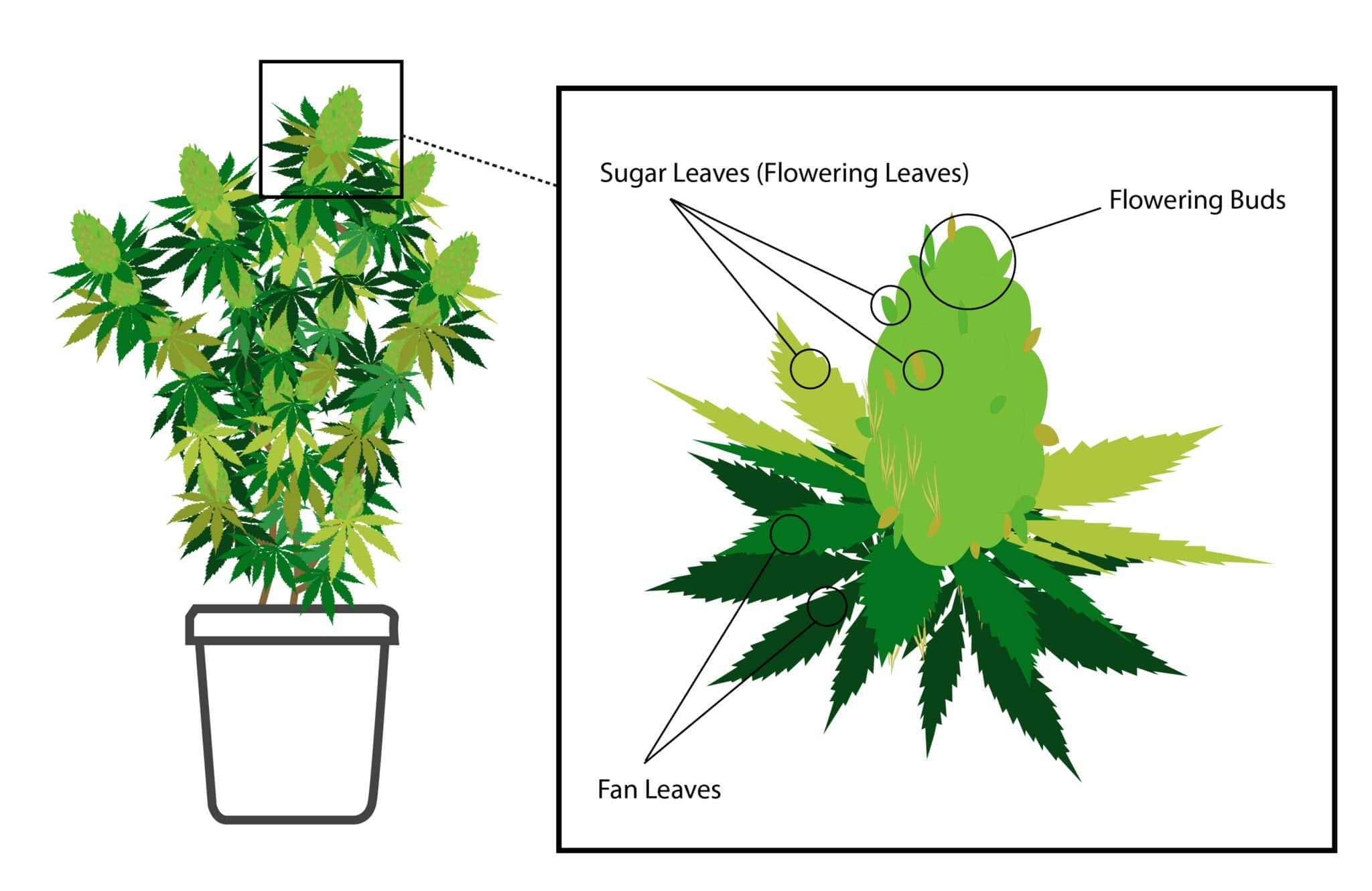 How To Trim Cannabis To Perfection In 7 Easy Steps - Grow Your Four